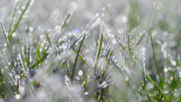 Close Grass Covered Ice Crystals Bright Sunny Day — Stock Video