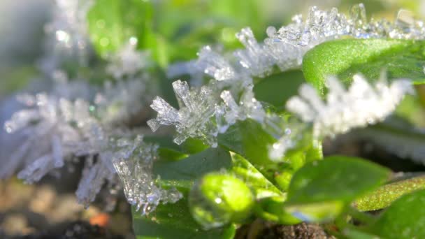 Aus Nächster Nähe Frische Junge Pflanzenblätter Mit Eiskristallen Bedeckt — Stockvideo