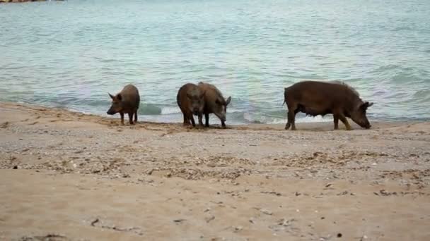 Besättning Vilda Grisar Söker Mat Stranden Äta Torkad Tång — Stockvideo