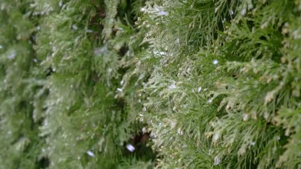 Vackra Vinter Bakgrund Mot Bakgrund Gröna Växter Fallande Snö — Stockvideo