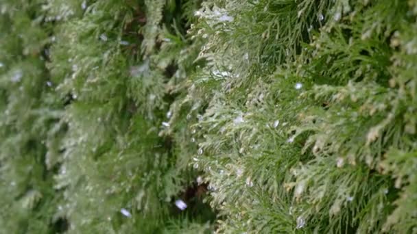 Wunderschöner Winterhintergrund Vor Dem Hintergrund Grüner Pflanzen Die Schnee Fallen — Stockvideo