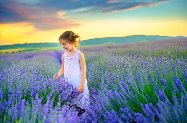 Mooi Meisje Een Boeket Plukken Een Lavendel Veld Bij Zonsondergang — Stockfoto