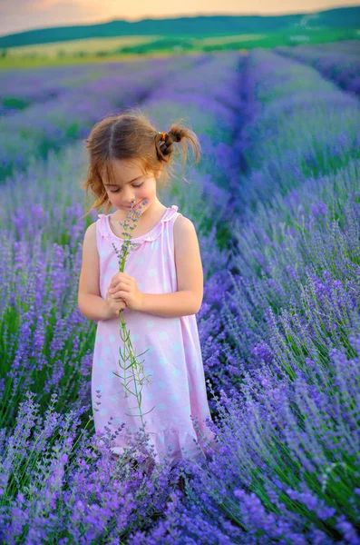 Mooi Meisje Een Boeket Plukken Een Lavendel Veld Bij Zonsondergang — Stockfoto