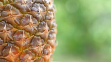 Yakın plan, doğal yeşil arka planda olgun ıslak ananas. 360 derece dönüş. Lezzetli tropikal meyveler. Yaz yemekleri konsepti. 4k Uhd