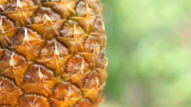 Yakın plan, yeşil arka planda olgun ananas. 360 derece dönüş. Lezzetli tropikal meyveler. Yaz yemekleri konsepti. 4k Uhd