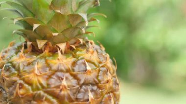 Yakın plan, yeşil arka planda olgun ananas. 360 derece dönüş. Lezzetli tropikal meyveler. Yaz yemekleri konsepti. 4k Uhd