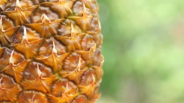 Closeup Ripe Pineapple Natural Green Background 360 Rotation Delicious Tropical — ストック動画