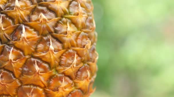 Closeup ripe pineapple on a natural green background. 360 rotation. Delicious tropical fruits. Summer food concept. 4K UHD