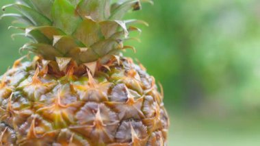 Yakın plan, doğal yeşil arka planda olgun ıslak ananas. 360 derece dönüş. Lezzetli tropikal meyveler. Yaz yemekleri konsepti. 4k Uhd