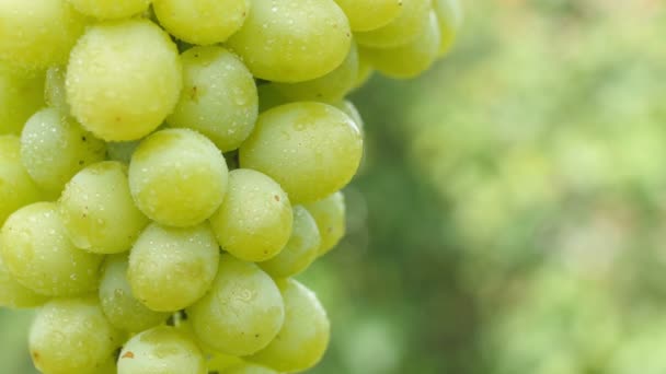 Primer Plano Racimo Uvas Maduras Con Gotitas Agua Sobre Fondo — Vídeo de stock