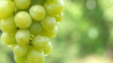 Doğal yeşil arka planda su damlacıkları olan olgun üzümlere yakın çekim. Lezzetli meyveler. Yaz yemekleri konsepti. 4k Uhd