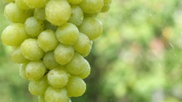 自然の緑の背景に雨粒の下に熟したブドウの束のクローズアップ おいしい果物 夏のフードコンセプト Uhd — ストック動画