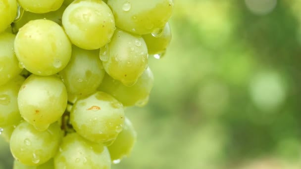 一串成熟葡萄的特写 水滴在天然的绿色背景上 美味的水果 夏季食品的概念 Uhd — 图库视频影像
