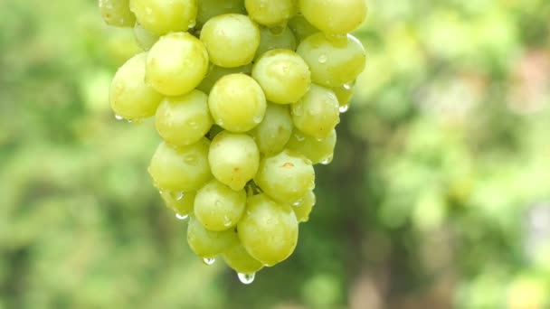 Primo Piano Grappolo Uva Matura Con Goccioline Acqua Fondo Verde — Video Stock