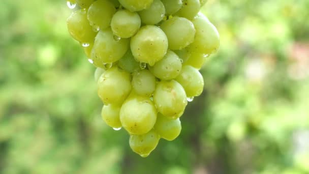 自然の緑の背景に水滴と熟したブドウを閉じます 360回転おいしい果物 夏のフードコンセプト Uhd — ストック動画