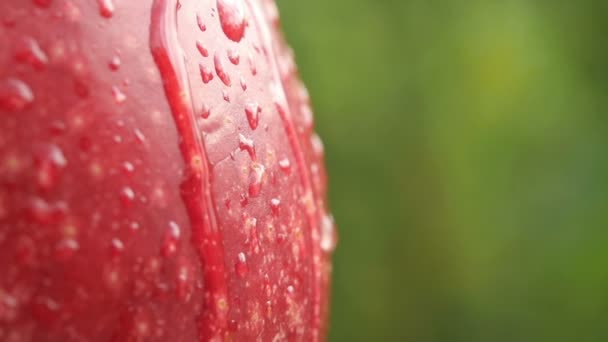 Gota Agua Cámara Lenta Que Gotea Una Manzana Roja Madura — Vídeo de stock