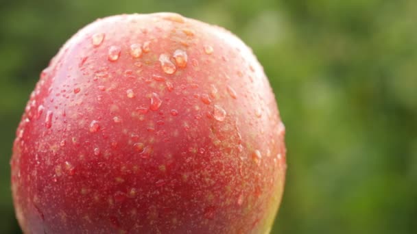 Красное Спелое Яблоко Покрытое Каплями Воды Вращается Зеленом Фоне Вкусные — стоковое видео