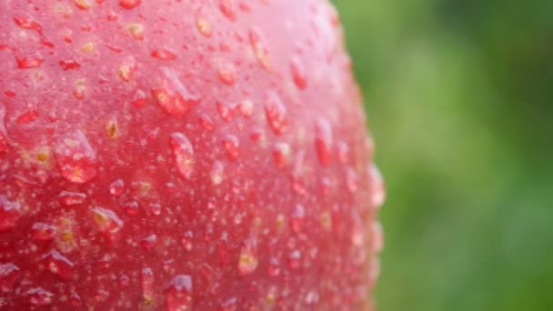 水滴で覆われた赤い熟したリンゴは緑色の背景で回転します おいしい健康的な果物 食のコンセプト — ストック動画
