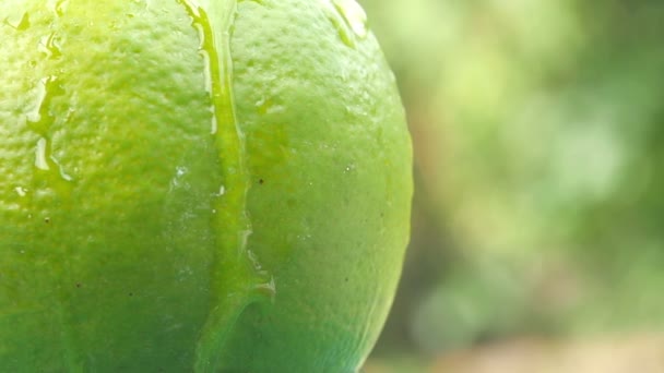 スローモーション緑の背景に回転する熟した石灰から流れるジュースのドロップのクローズアップ おいしい健康的な果物 食のコンセプト — ストック動画