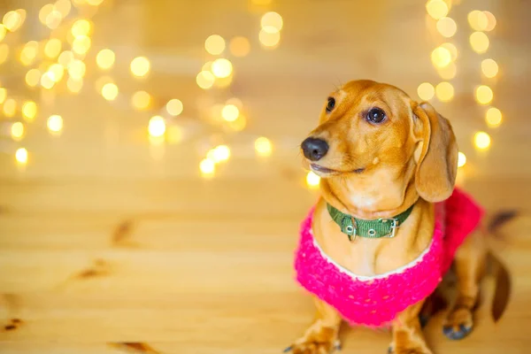 Engraçado Cão Bonito Está Sentado Chão Contra Fundo Luzes Festivas — Fotografia de Stock