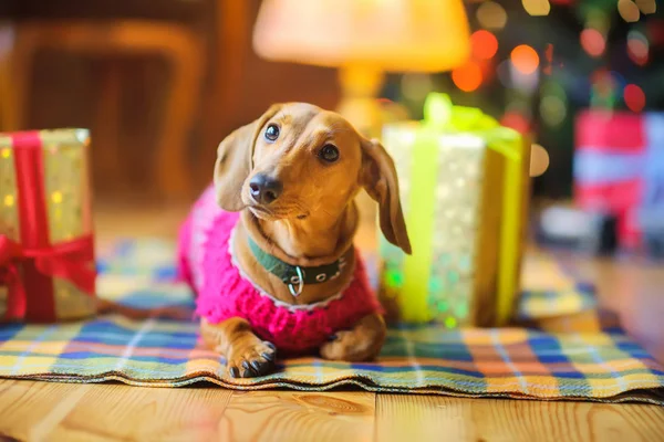 Perro Lindo Divertido Está Sentado Suelo Junto Los Regalos Sobre —  Fotos de Stock