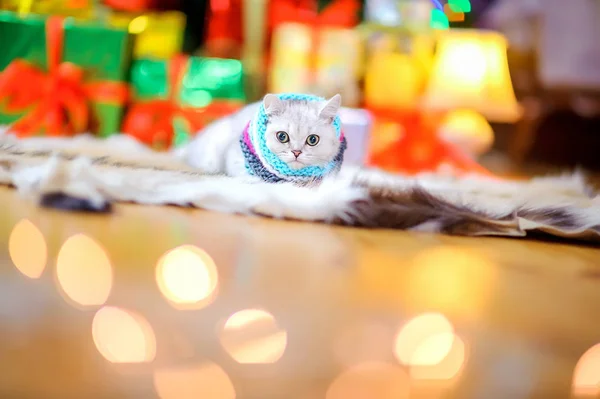 Gatinho Bonito Jaz Chão Contra Fundo Luzes Festivas Brilhantes Natal — Fotografia de Stock