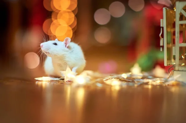 Rato Branco Engraçado Corre Chão Perto Das Guirlandas Festivas Meio — Fotografia de Stock