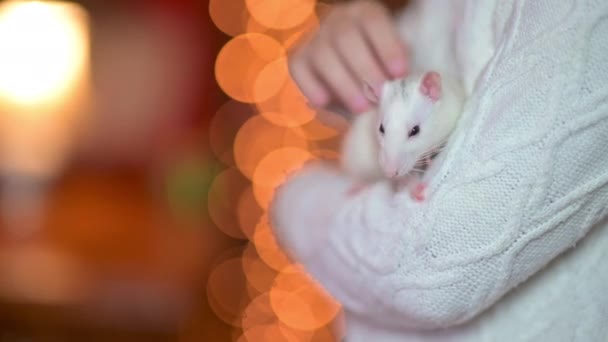 かわいい女の子は保持し 白いネズミをストロークします 贈り物だペット — ストック動画
