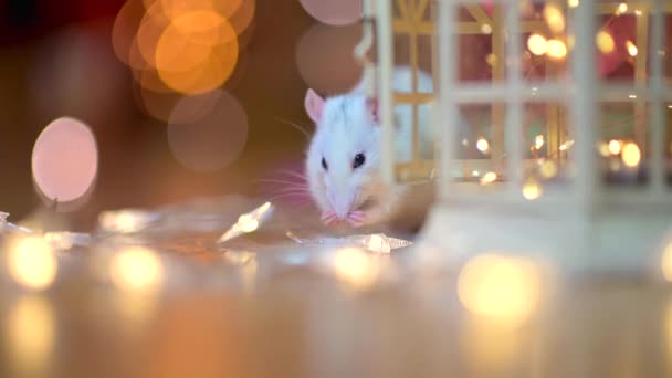 Rato Branco Engraçado Está Sentado Chão Perto Uma Grinalda Festiva — Vídeo de Stock