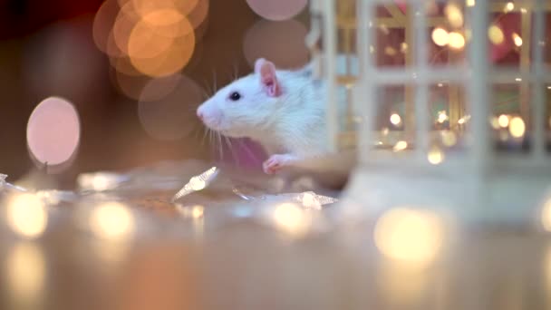 Funny White Rat Sitting Floor Festive Garland Year White Rat