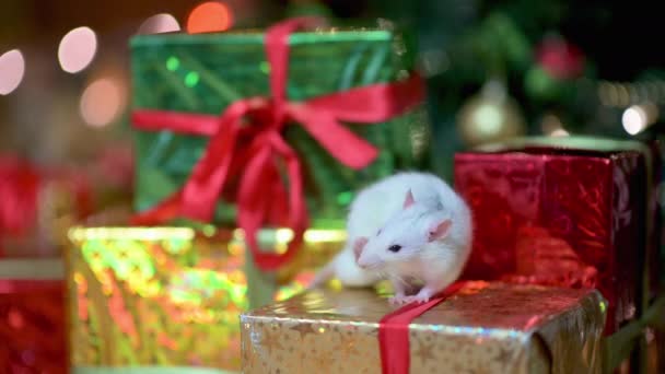 Legrační Bílá Krysa Sedí Krabici Dárkem Pod Vánočním Stromečkem Rok — Stock video