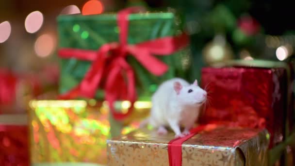 一只有趣的白鼠正坐在节日花环附近的地板上 白鼠年 新2020 — 图库视频影像