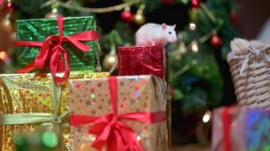 Komik beyaz bir fare Noel ağacının altında bir hediyeyle bir kutunun üzerinde oturuyor. Beyaz sıçan yılı. Yeni 2020