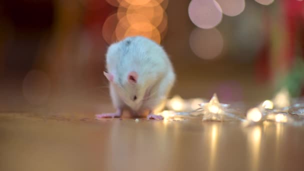 Śmieszny Biały Szczur Siedzi Podłodze Obok Świątecznej Girlandy Rok Białego — Wideo stockowe