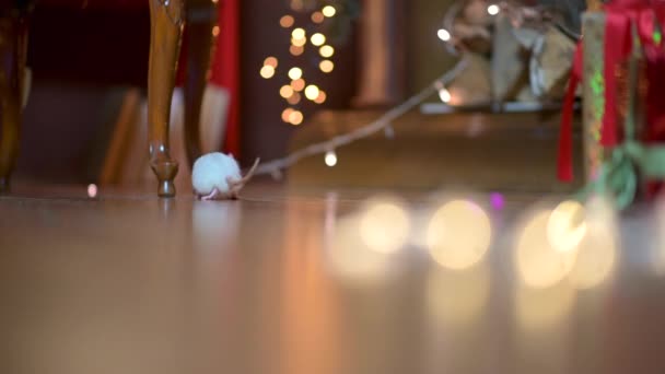 Tikus Putih Lucu Duduk Lantai Dekat Karangan Bunga Meriah Tahun — Stok Video