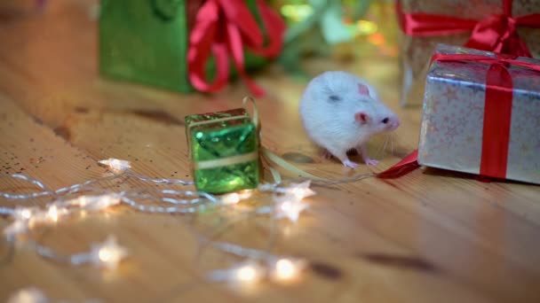 Funny White Rat Runs Floor Next Presents Year White Rat — Stock