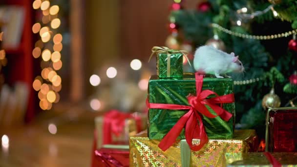 一只有趣的白鼠坐在圣诞树下的一个装有礼物的盒子上 白鼠年 新2020 — 图库视频影像