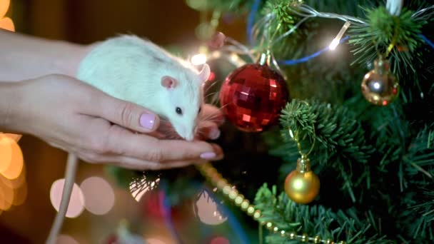 Mãos Femininas Seguram Rato Branco Bonito Perto Uma Árvore Natal — Vídeo de Stock