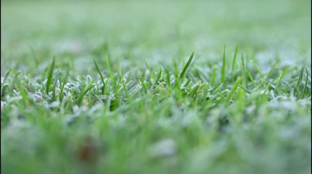 Vinter Den Första Frosten Gräset Gräsmattan Täckt Med Frost — Stockvideo