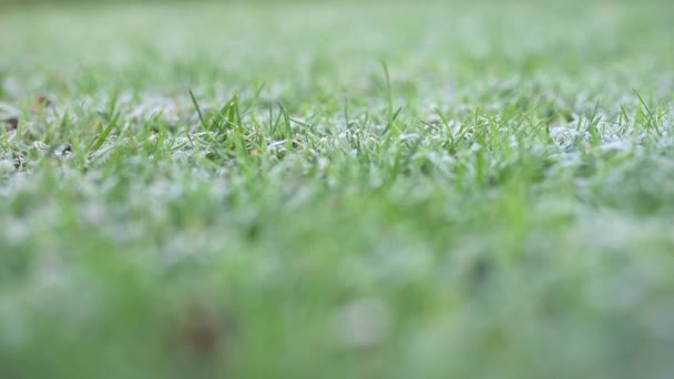 Winter Der Erste Frost Auf Dem Gras Der Rasen Ist — Stockvideo