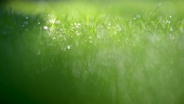 Primer Plano Hermoso Césped Primavera Hierba Cubierta Gotas Agua Foco — Vídeo de stock