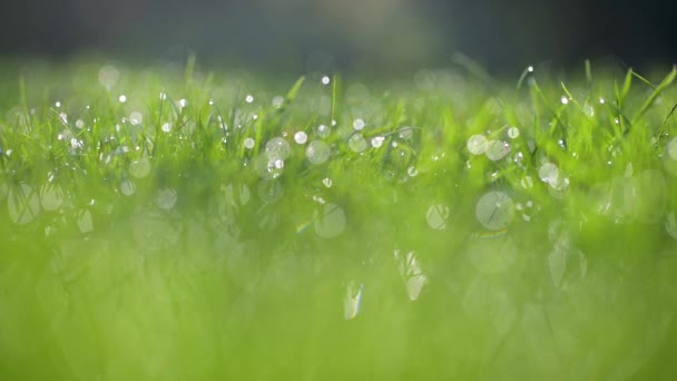 閉じる美しい春の芝生の上で 草の水滴で覆われている 焦点を合わせて自然背景 — ストック動画