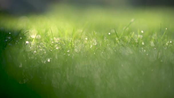 Primer Plano Hermoso Césped Primavera Hierba Cubierta Gotas Agua Foco — Vídeo de stock