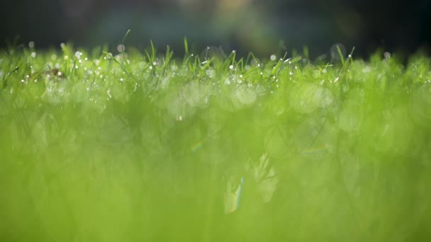 Primer Plano Hermoso Césped Primavera Hierba Cubierta Gotas Agua Foco — Vídeos de Stock