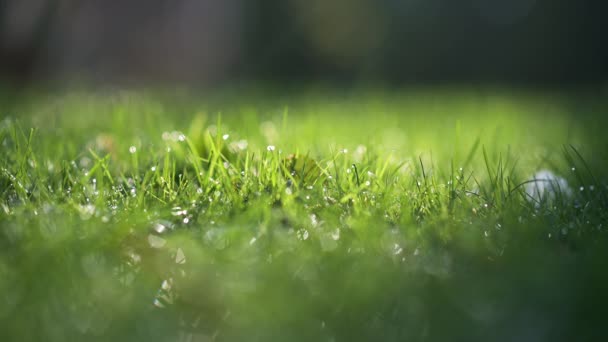 Primer Plano Hermoso Césped Primavera Hierba Cubierta Gotas Agua Foco — Vídeo de stock