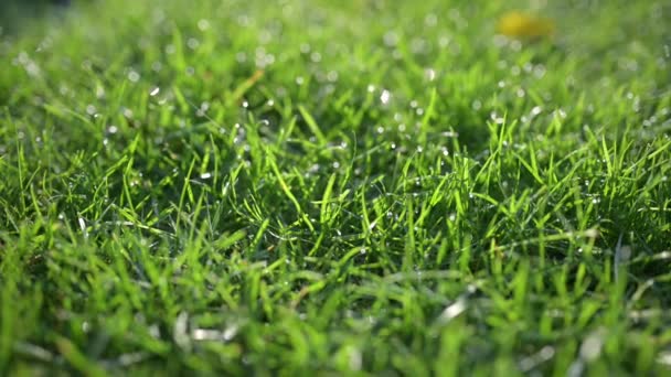 Primer Plano Hermoso Césped Primavera Hierba Cubierta Gotas Agua Foco — Vídeos de Stock