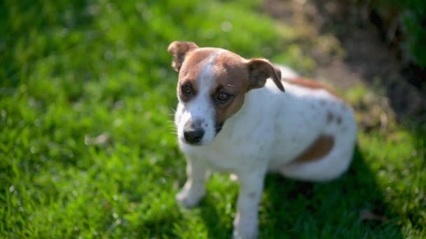 Söt Rolig Hund Jack Russell Rasen Promenader Parken Husdjur — Stockvideo