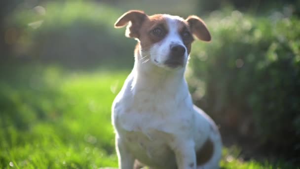 Söt Rolig Hund Jack Russell Rasen Promenader Parken Husdjur — Stockvideo
