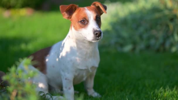 かわいい面白い犬ジャック ラッセルの品種は公園を歩く ペット — ストック動画