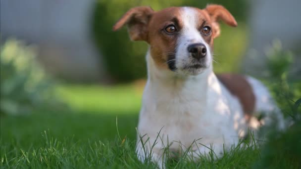 Divertido Lindo Perro Pasea Jardín Cachorro Jack Russell Mascotas — Vídeo de stock